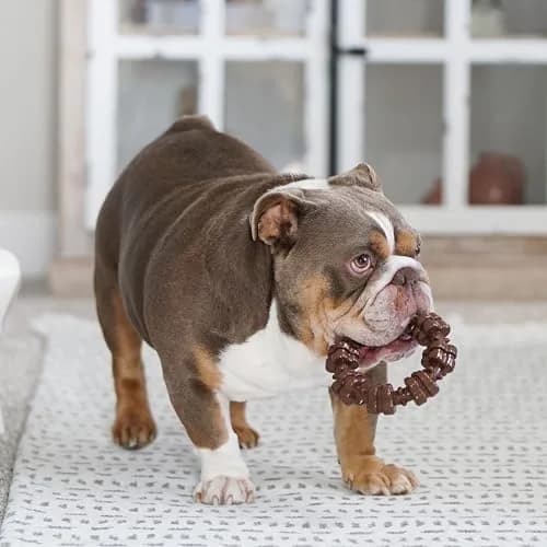 Nylabone Power Chew Customer Favorites Dog Chew Toys, Large, 3 Count | Tough Nylon for Aggressive Chewers thumbnail 2