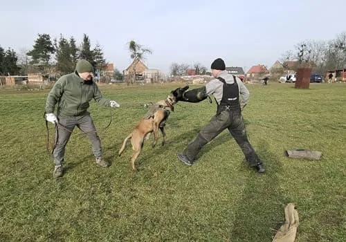 Dingo Gear Impact Protection Gear Impact_Protection_Gear Blue Bite Level 3 | Advanced Dog Training Sleeve (en_US) thumbnail 4