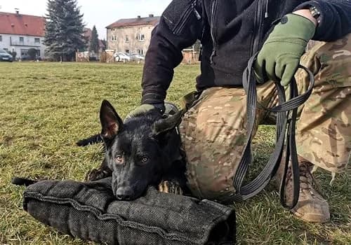 Dingo Gear Impact Protection Gear Impact_Protection_Gear Blue Bite Level 3 | Advanced Dog Training Sleeve (en_US) thumbnail 5