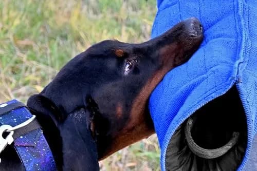 Dingo Gear Impact Protection Gear Impact_Protection_Gear Blue Bite Level 3 | Advanced Dog Training Sleeve (en_US) thumbnail 6
