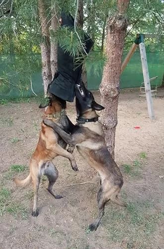 Dingo Gear Impact Protection Gear Impact_Protection_Gear Blue Bite Level 3 | Advanced Dog Training Sleeve (en_US) thumbnail 7