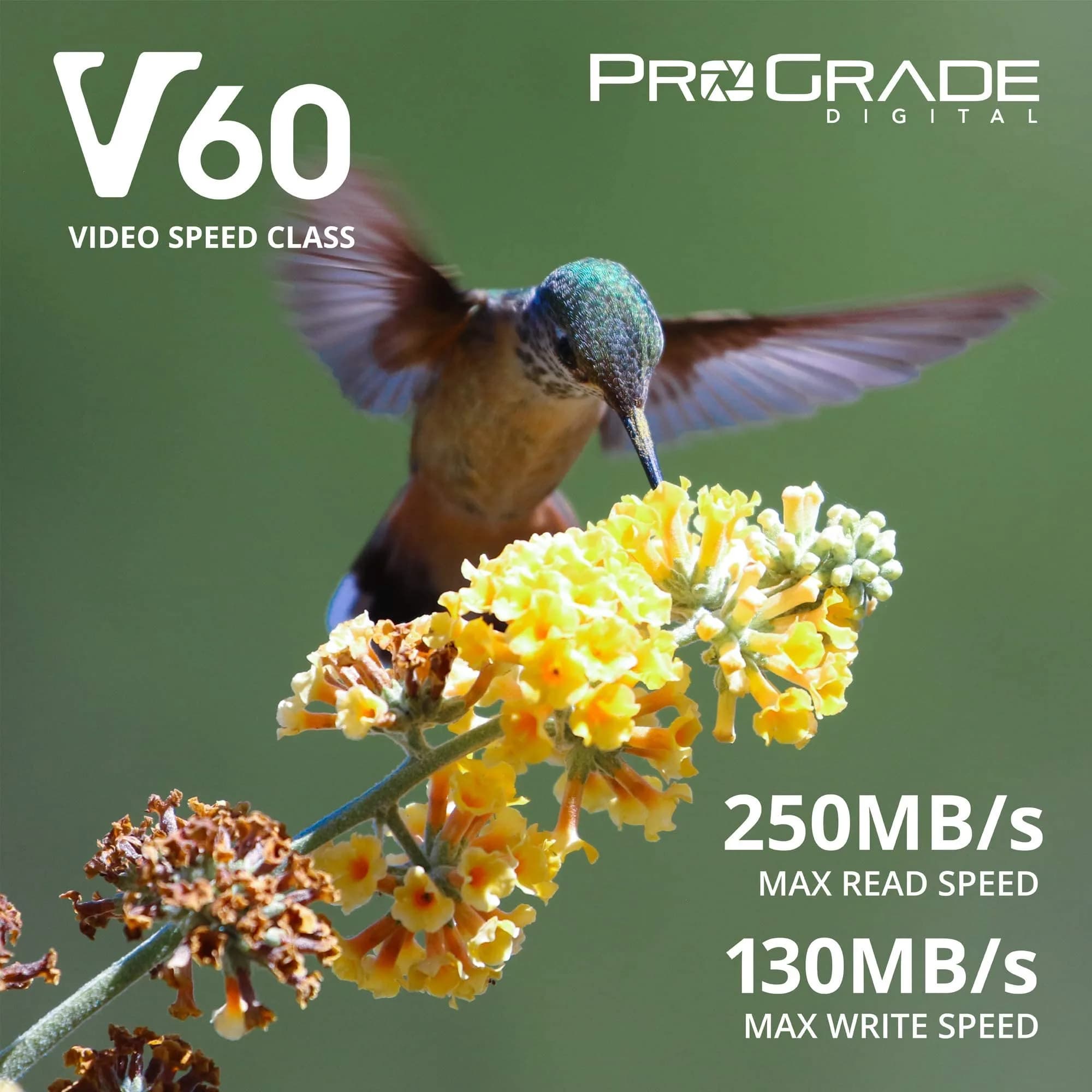 ProGrade Digital Gold SDXC UHS-II V60 Memory Card 128GB | 250MB/s Read Speed - view 2