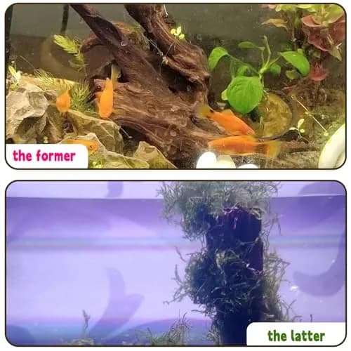 Hamiledyi Aquarium Driftwood 3.5-7in | Natural Betta Fish Tank Decor Accessories thumbnail 7