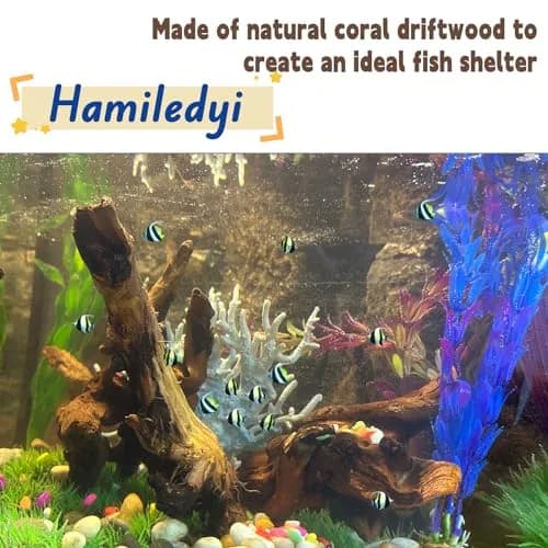 Hamiledyi Aquarium Driftwood 3.5-7in | Natural Betta Fish Tank Decor Accessories thumbnail 3