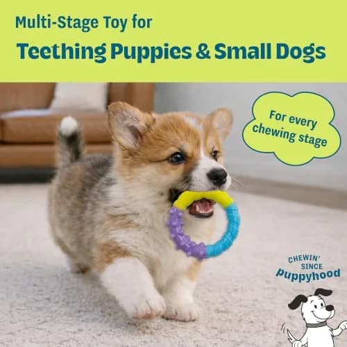 Pupstages Grow-With-Me Ring Dental Dog Chew Toy, 4.7" | Floats & Bounces, Soothes Gums thumbnail 2