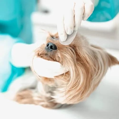 Eye Envy Tear Stain Wipes for Dogs 60 Wipes | Gently Clean & Remove Stains with Natural Formula thumbnail 8