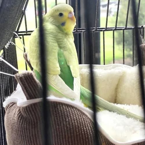 QBLEEV Bird Nest House Winter Warm Bird Bed for Cage Hanging Bird Hammock Soft Plush Snuggle Hut Tent, Large thumbnail 4
