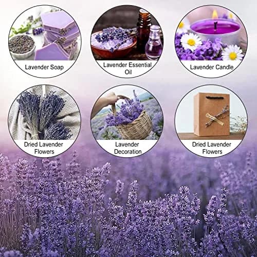 June Fox Dried Lavender Flowers 270-300 Stems | Natural Home Decoration & Fragrance (120 chars) thumbnail 5