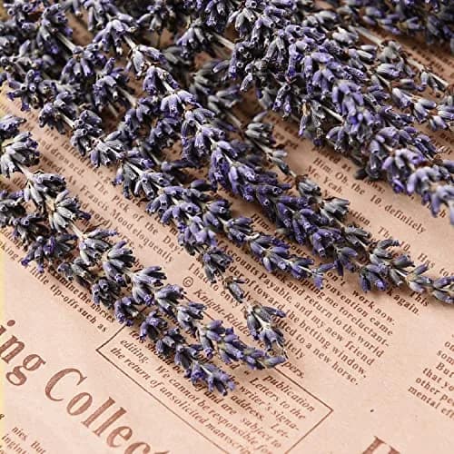 June Fox Dried Lavender Flowers 270-300 Stems | Natural Home Decoration & Fragrance (120 chars) thumbnail 2