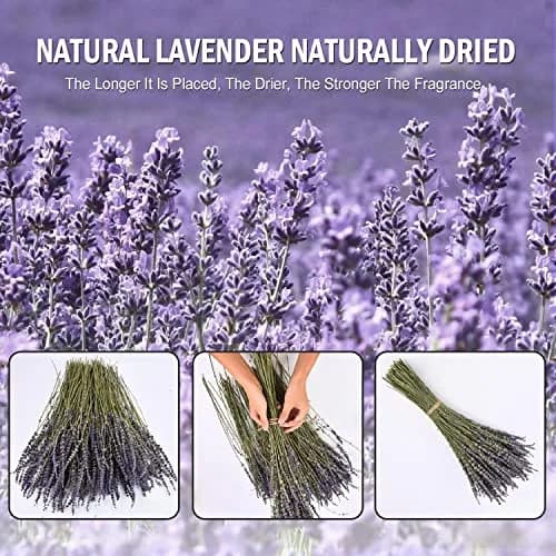 June Fox Dried Lavender Flowers 270-300 Stems | Natural Home Decoration & Fragrance (120 chars) thumbnail 3