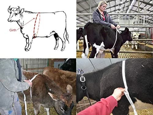 WIN TAPE 250cm Cattle & Pig Weight Tape Measure | Measures Live & Dead Weight thumbnail 8