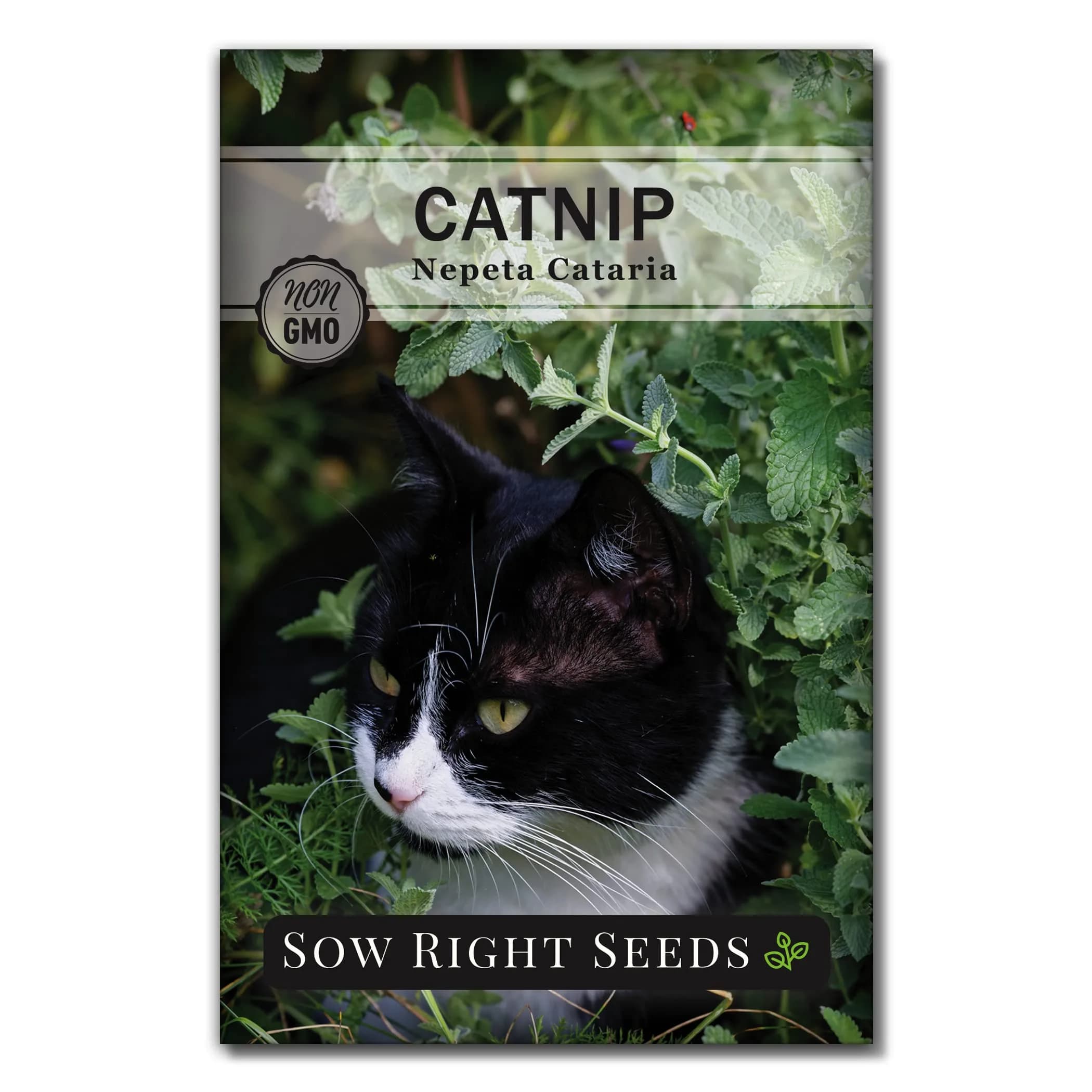 Sow Right Seeds Catnip Seed for Planting Outdoor Perennial Cat Nip | Grow Your Own Catnip Indoors or Outdoors - main product image