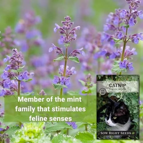 Sow Right Seeds Catnip Seed for Planting Outdoor Perennial Cat Nip | Grow Your Own Catnip Indoors or Outdoors thumbnail 3
