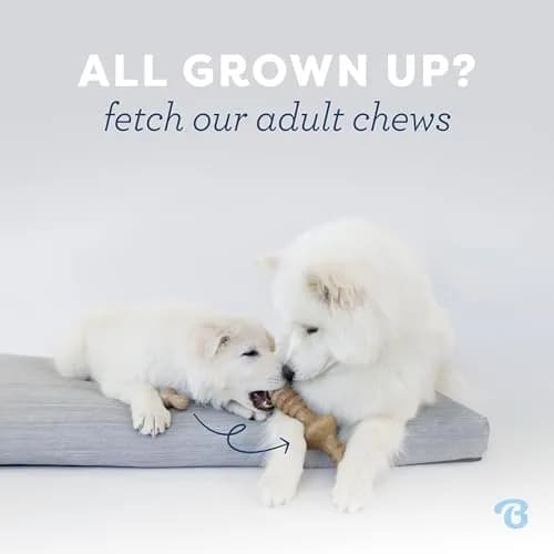 Benebone Puppy 2-Pack Maplestick/Zaggler Dog Chew Toys, Tiny | Durable Nylon Chew for Teething Pups thumbnail 5