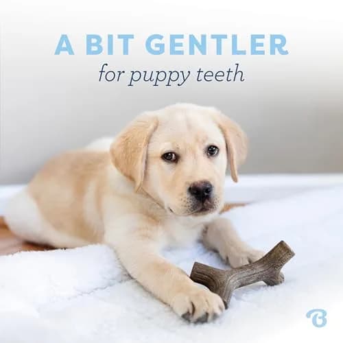 Benebone Puppy 2-Pack Maplestick/Zaggler Dog Chew Toys, Tiny | Durable Nylon Chew for Teething Pups thumbnail 2
