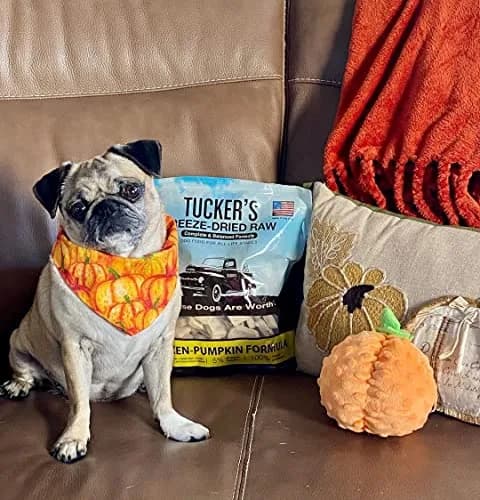 Tucker's Raw Frozen Freeze Dried Dog Food Chicken & Pumpkin 14oz | Complete & Balanced for All Life Stages thumbnail 8