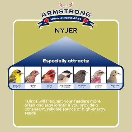 Armstrong Bird Food Nyjer Bird Seed 4lbs | High-Energy, Nutritious for Small Birds thumbnail 3