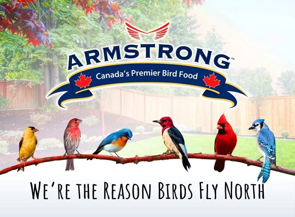 Armstrong Bird Food Black Oil Sunflower Chips | 20 Pounds Wild Bird Feed for Northern Cardinals & Goldfinches thumbnail 7