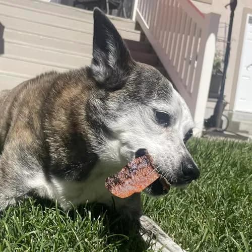Pupford Salmon Dog Treats 4 oz | Natural, Single Ingredient, Low Calorie Reward thumbnail 5