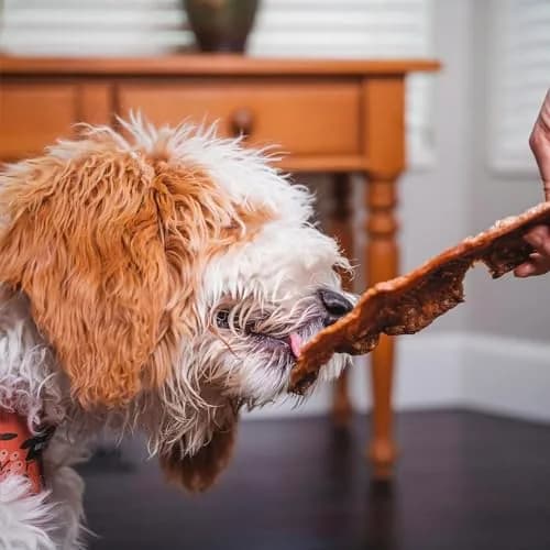 Pupford Salmon Dog Treats 4 oz | Natural, Single Ingredient, Low Calorie Reward thumbnail 6