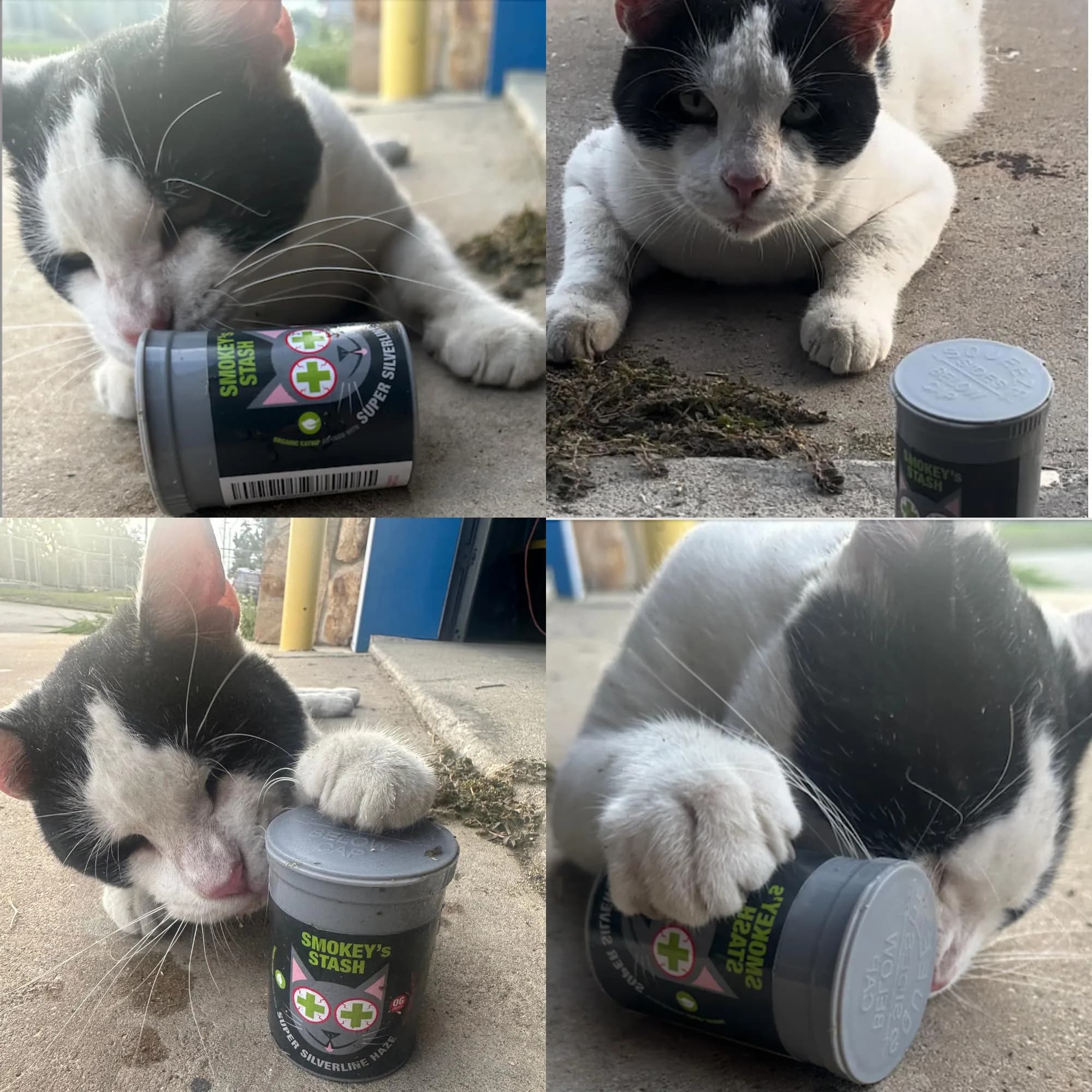 Smokey's Stash Silvervine Haze Potent Catnip and Silver Vine Blend for Cats (18g) - view 6