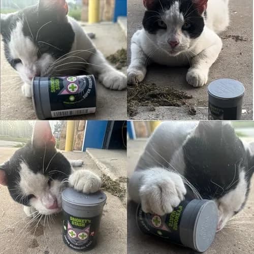 Smokey's Stash Silvervine Haze Potent Catnip and Silver Vine Blend for Cats (18g) thumbnail 6