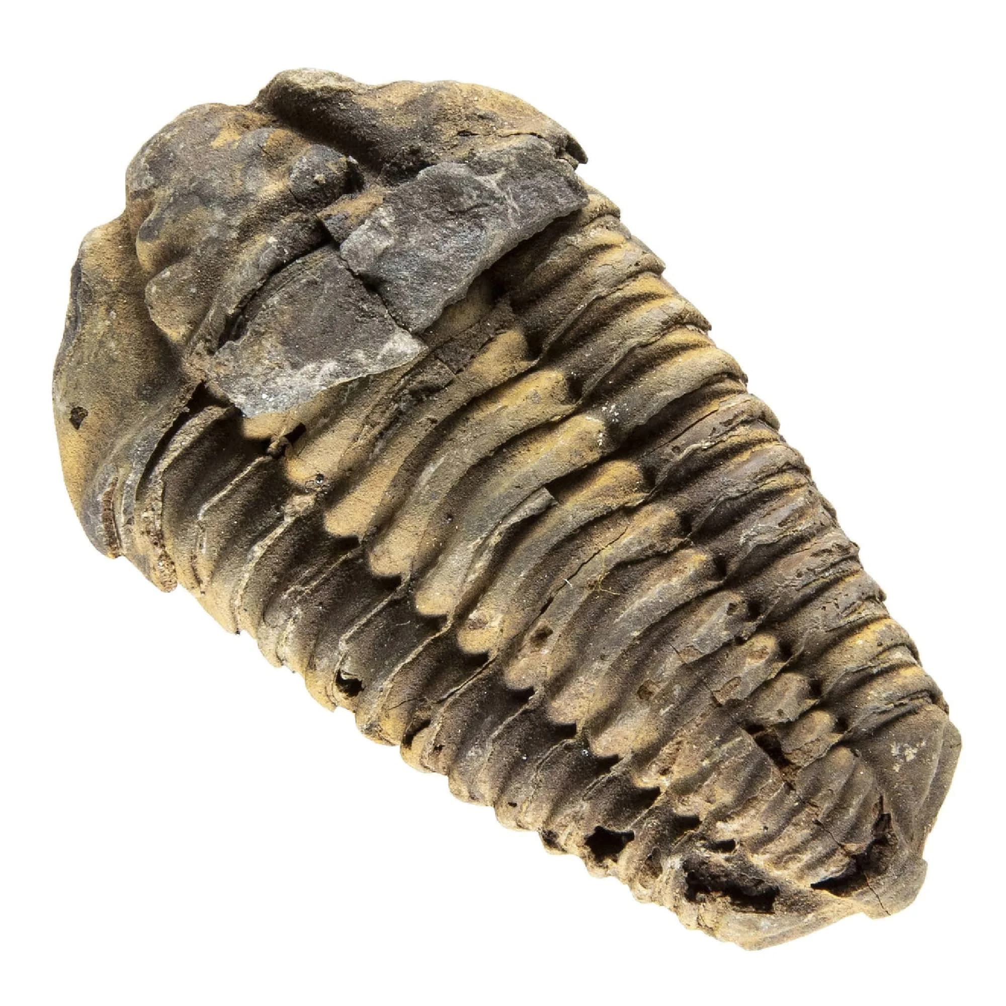 KALIFANO Authentic Large Arthropod Calymene Trilobite Fossil from Morocco | 500 Million Years Old, Hand-Selected, Museum-Quality