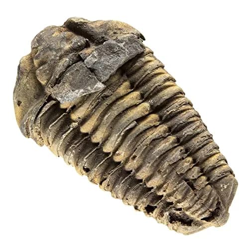 KALIFANO Authentic Large Arthropod Calymene Trilobite Fossil from Morocco | 500 Million Years Old, Hand-Selected, Museum-Quality thumbnail 1