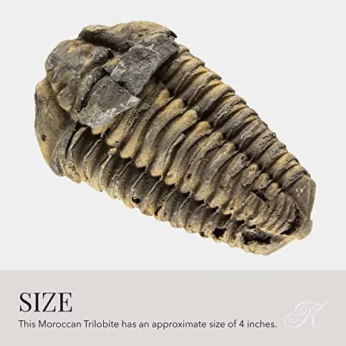 KALIFANO Authentic Large Arthropod Calymene Trilobite Fossil from Morocco | 500 Million Years Old, Hand-Selected, Museum-Quality thumbnail 4