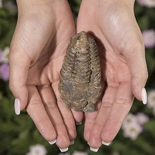 KALIFANO Authentic Large Arthropod Calymene Trilobite Fossil from Morocco | 500 Million Years Old, Hand-Selected, Museum-Quality thumbnail 2
