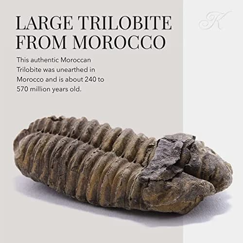 KALIFANO Authentic Large Arthropod Calymene Trilobite Fossil from Morocco | 500 Million Years Old, Hand-Selected, Museum-Quality thumbnail 3