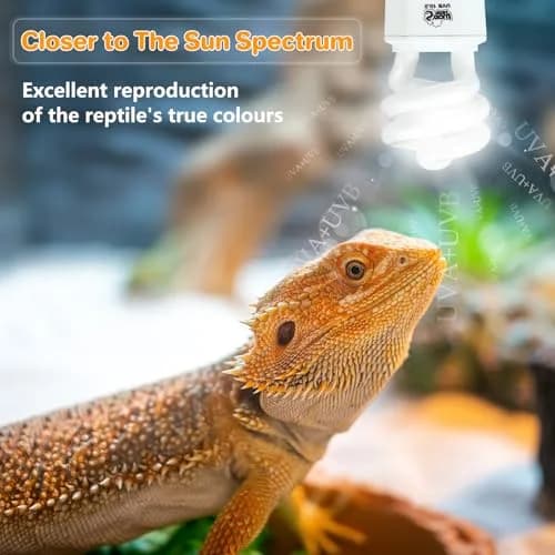 LUCKY HERP UVA UVB Reptile Light 10.0 15W Compact Fluorescent Lamp | Simulates Desert Sunlight for Bearded Dragons, Lizards, Tortoises thumbnail 2