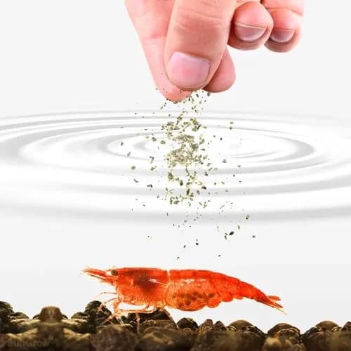 SunGrow Shrimp Calcium White Powder 1.8 oz (51 g) | Essential Mineral for Freshwater Shrimp thumbnail 2