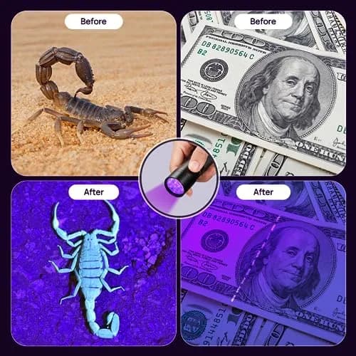 Consciot 12 LED UV Blacklight Flashlight 395nm | Pet Urine Detector for Dry Stains & Scorpions thumbnail 6