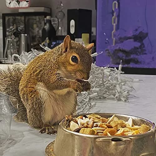 Exotic Nutrition Squirrel Complete 6.8 kg (15 lb) | Healthy Natural Food for Pet & Captive Squirrels thumbnail 4
