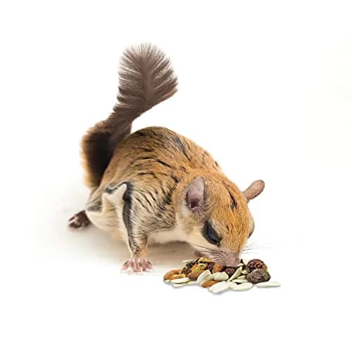 Exotic Nutrition Squirrel Complete 6.8 kg (15 lb) | Healthy Natural Food for Pet & Captive Squirrels thumbnail 5