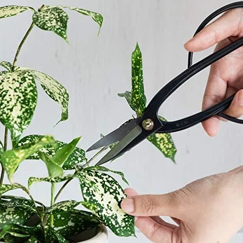 Wazakura Ashinaga Bonsai Pruning Scissors 200mm (7.87in) | Precision Carbon Steel Cut for Delicate Bonsai & Floristry thumbnail 9