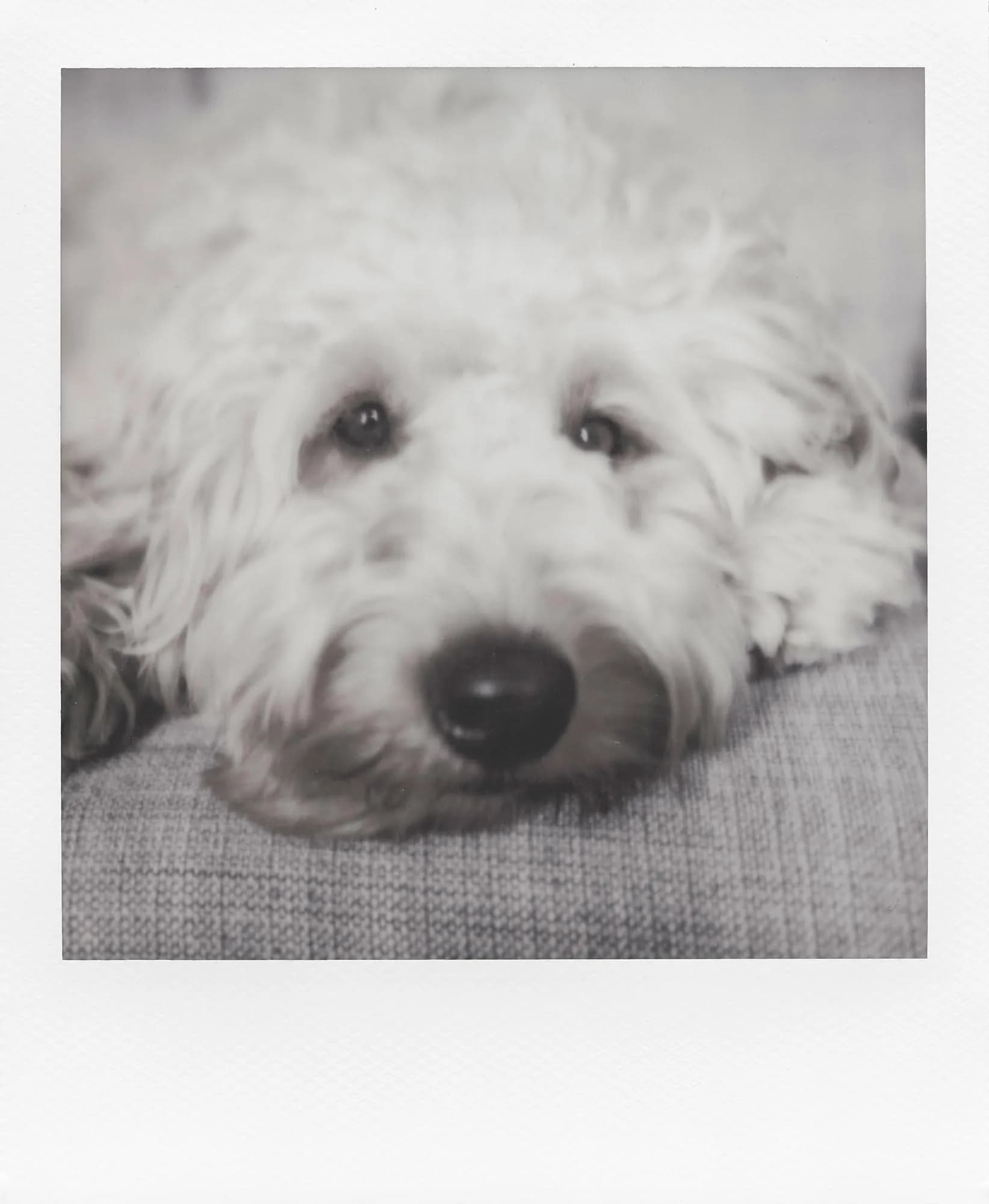 Polaroid B&W Instant Film for 600 Cameras, 8 Exposures | Classic Iconic White Frame - view 3