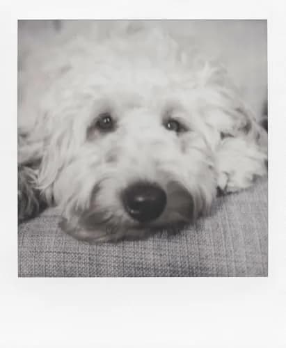 Polaroid B&W Instant Film for 600 Cameras, 8 Exposures | Classic Iconic White Frame thumbnail 3