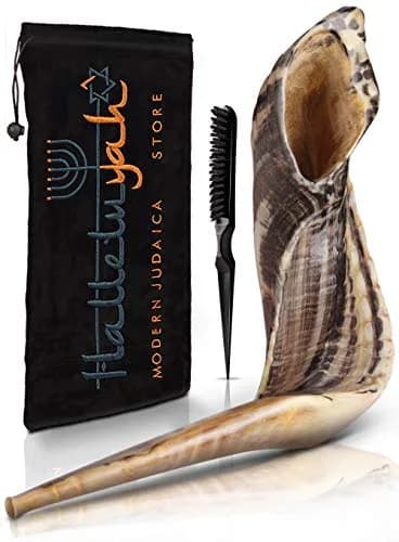 HalleluYAH Kosher Ram Horn Shofar 14"-16" (35.5-40.6 cm) | Authentic Biblical Sound thumbnail 1