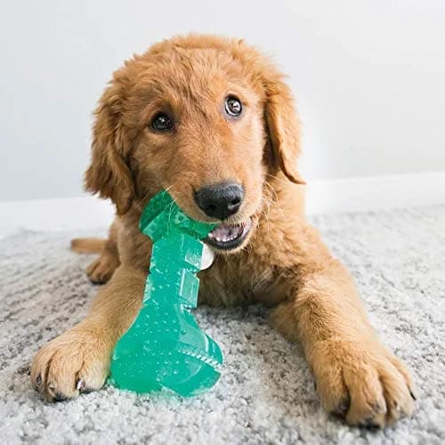 KONG Squeezz Dental Bone Chew Toy for Medium/Large Dogs | Flexible Teeth Cleaning Toy thumbnail 2
