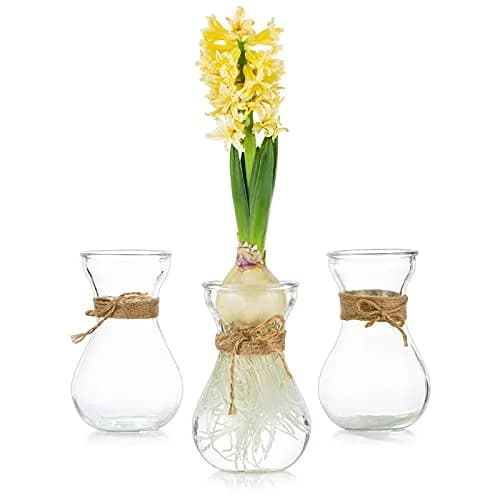 Glasseam Hyacinth Bulb Forcing Vases Set of 3, Small Glass Vase for Flowers | Modern Minimalist Transparent Design thumbnail 1