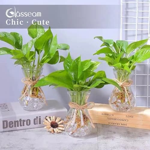 Glasseam Hyacinth Bulb Forcing Vases Set of 3, Small Glass Vase for Flowers | Modern Minimalist Transparent Design thumbnail 7