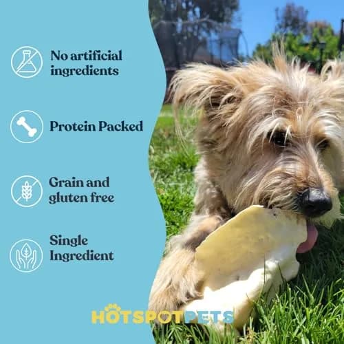 hotspot pets All-Natural Cow Ears Dog Chews (20 Pack) | Long-Lasting, Digestible, Healthy Teeth & Gums thumbnail 4