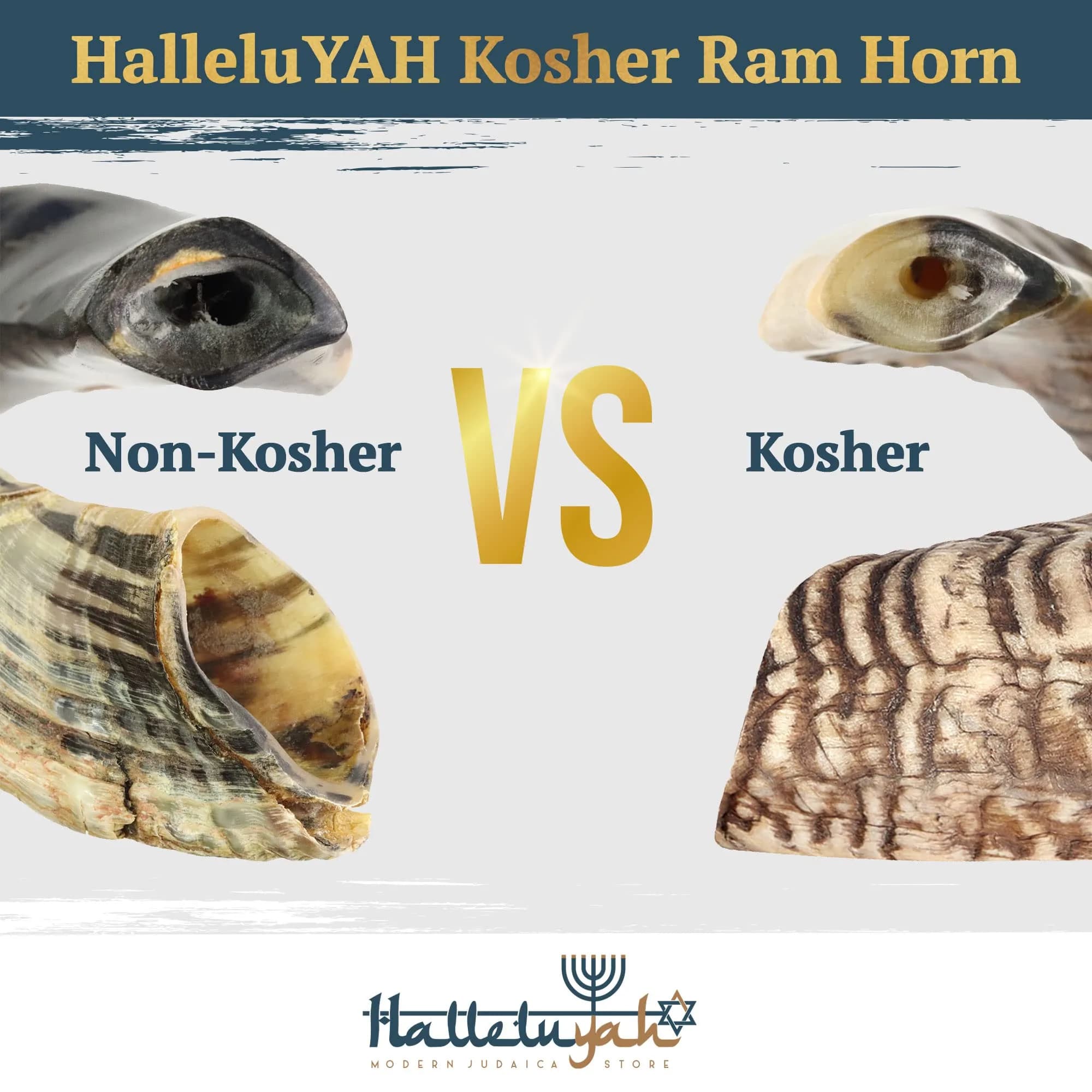 HalleluYAH Ram Horn Shofar 30-35 cm (12"-14") | Authentic Kosher Musical Instrument from Israel - view 6