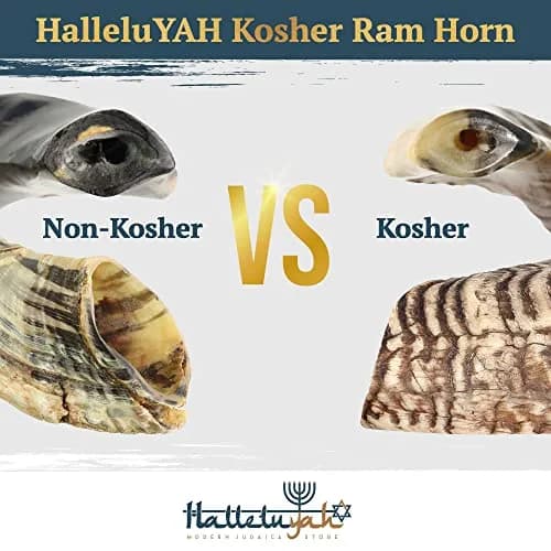 HalleluYAH Ram Horn Shofar 30-35 cm (12"-14") | Authentic Kosher Musical Instrument from Israel thumbnail 6