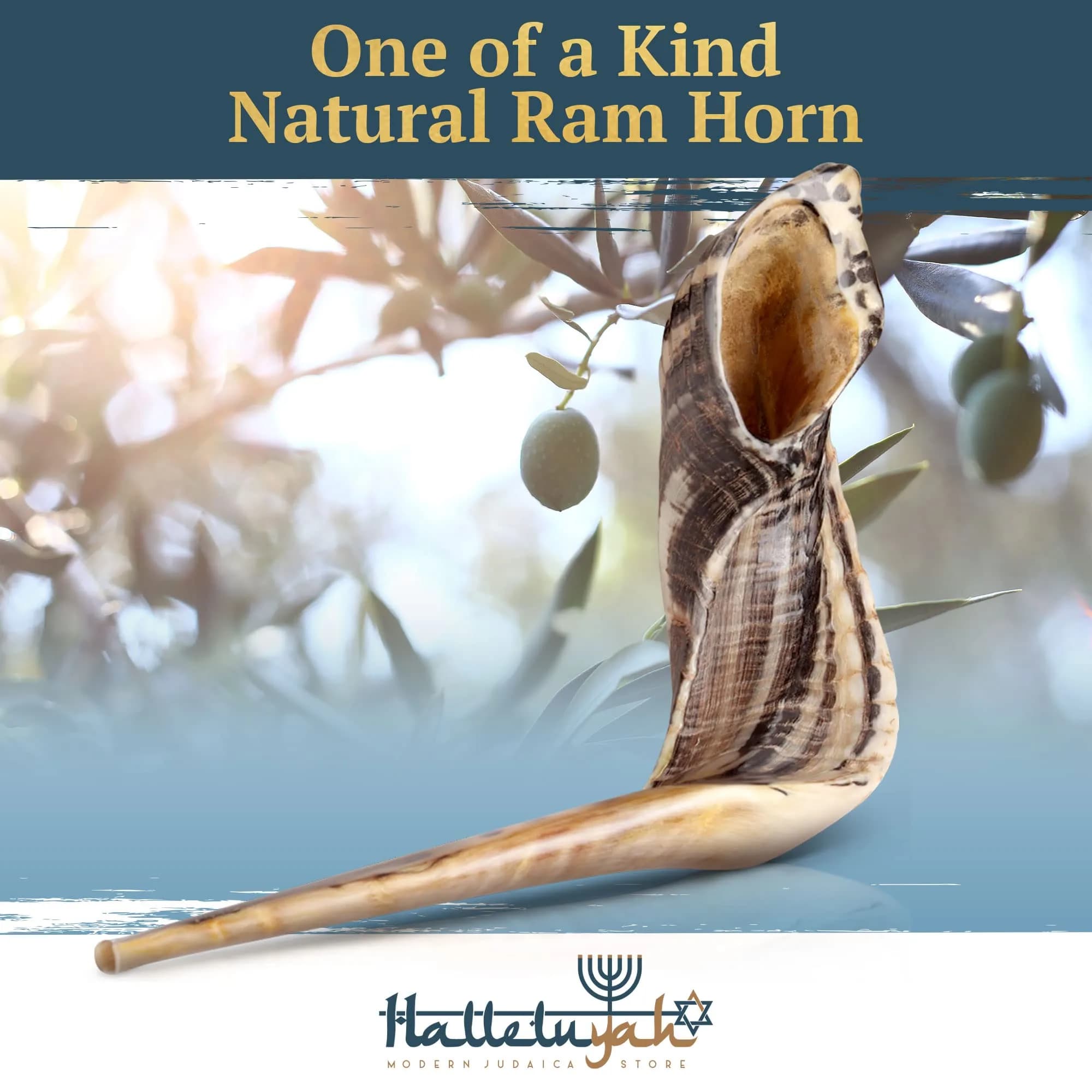 HalleluYAH Ram Horn Shofar 30-35 cm (12"-14") | Authentic Kosher Musical Instrument from Israel - view 2
