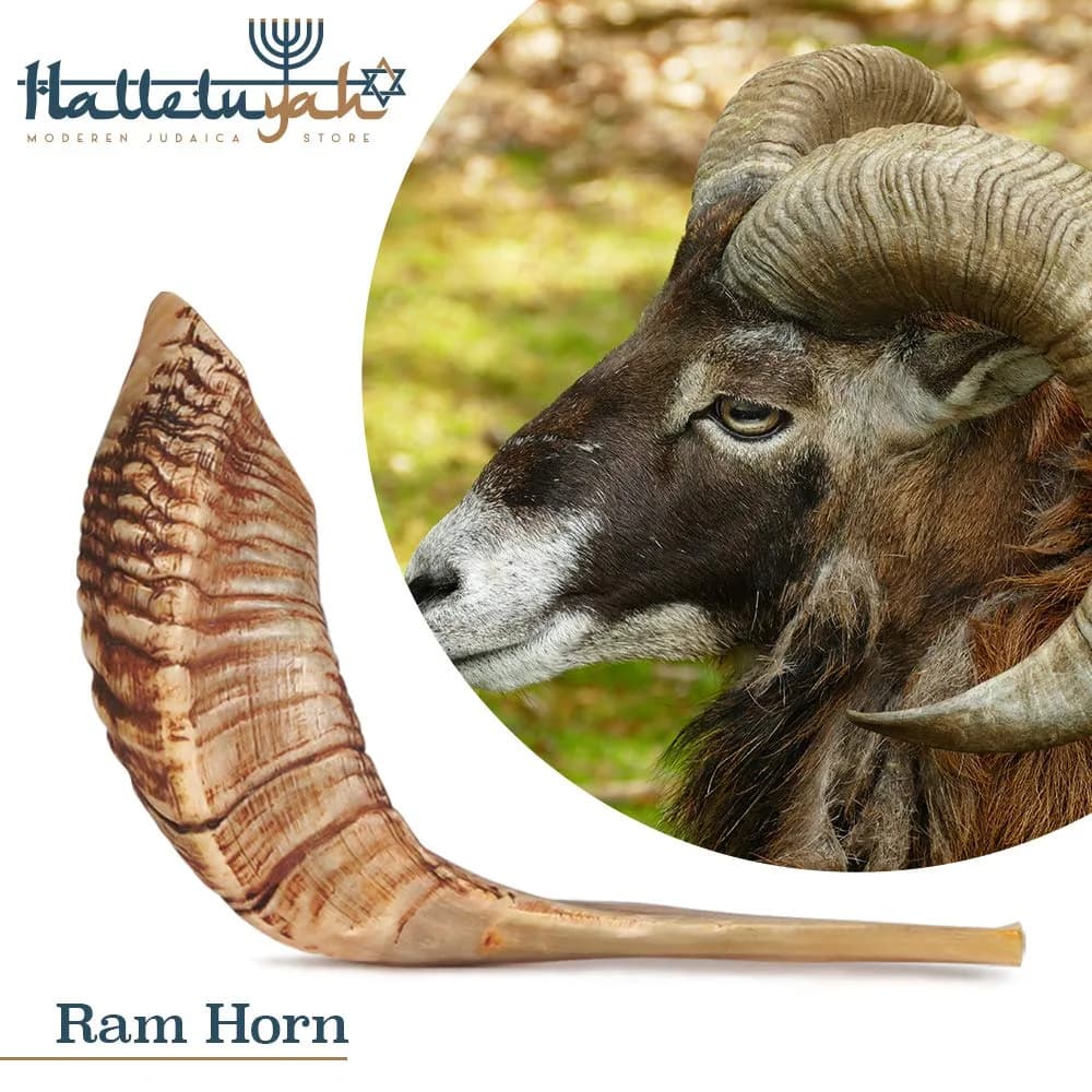 HalleluYAH Ram Shofar 18"-20" (45-50cm) | Authentic Kosher Odorless Ram Horn with Smooth Mouthpiece - view 9