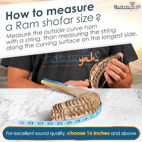 HalleluYAH 16"-18" Ram Horn Shofar (440 g) | Authentic Kosher Sounding Instrument thumbnail 5