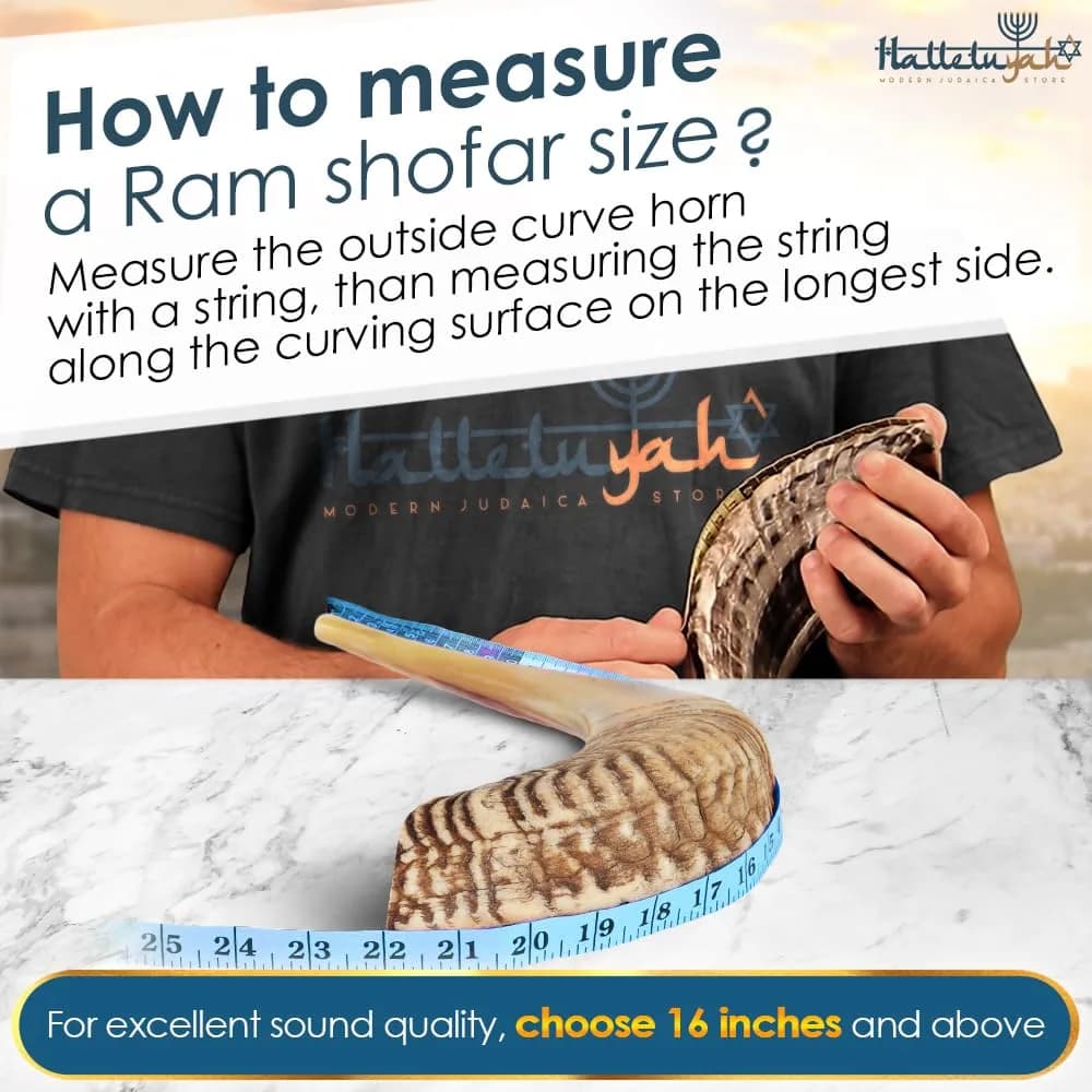 HalleluYAH 16"-18" Ram Horn Shofar (440 g) | Authentic Kosher Sounding Instrument - view 5